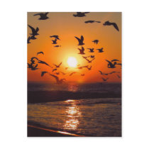 Lake Erie Sunset postcards
