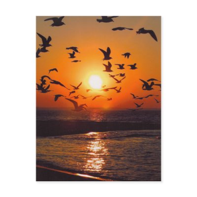 Lake Erie Sunset Post Card by annaleeblysse