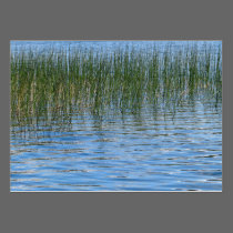 Lake Grasses business cards