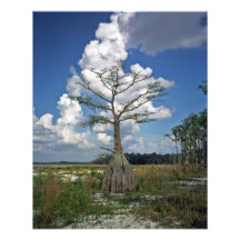 Lake Louisa. Lake County, Fl. Photo