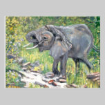 Lake Manyara Safari Postcard postcards