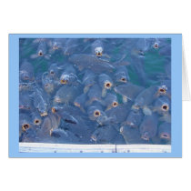 Lake Mead fishing cards