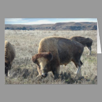 Lake Scott State Park Bison cards