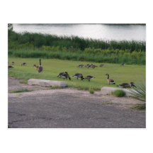 Lake Scott State Park Geese Post Card