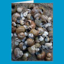 Lake Shore Shells Card