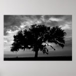 Lakefront Live Oak Print