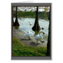 Lakeland Swans cards