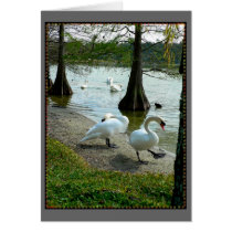 Lakeland Swans cards by moonrisings Lakeland Swans cards