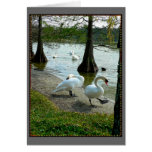 Lakeland Swans Greeting Card