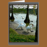 Lakeland Swans cards