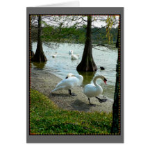 Lakeland Swans Greeting Card