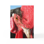 Lakenvelder Rooster Face Cards