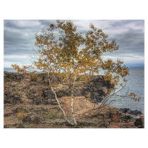 Lakeshore Tree Full Color Flyer