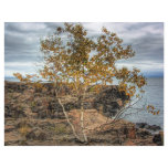 Lakeshore Tree Letterhead Template