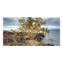 Lakeshore Tree Photo Greeting Card