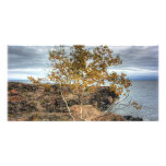 Lakeshore Tree Photo Greeting Card