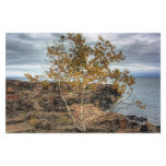 Lakeshore Tree Stationery