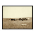Lakota Indian Skinning Cow at Beef Issue posters