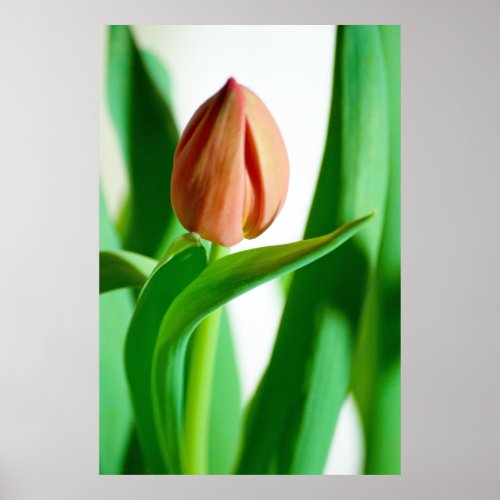 lala Tulip Print print