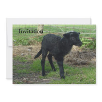 Lamb 2012 - AnnieMackie Announcement