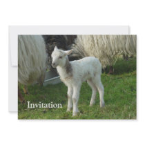 Lamb 2012 - Cianna Custom Announcement