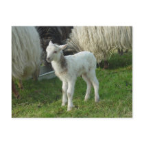 Lamb 2012 - Cianna Postcard