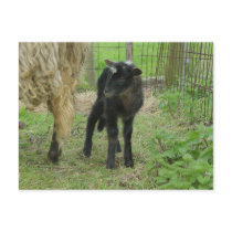 Lamb 2012 - Fanfreluche Post Cards