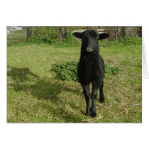 Lamb 2012 - Jilly Cards