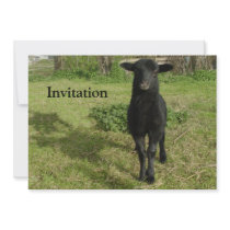 Lamb 2012 - Jilly Custom Invitation