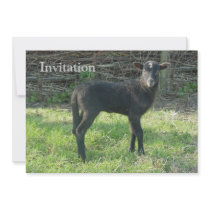 Lamb 2012 - Ladymermaid Personalized Invites