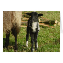 Lamb 2012 - Paul-B Greeting Card