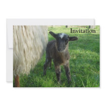 Lamb 2012 - Poddys Custom Invitations