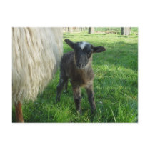 Lamb 2012 - Poddys Post Card