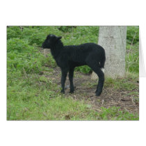 Lamb 2012 - Ravenko Cards
