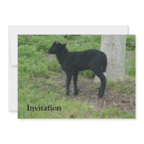 Lamb 2012 - Ravenko Custom Invitations