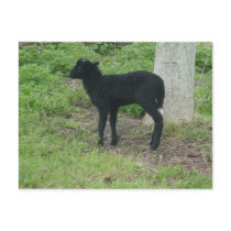 Lamb 2012 - Ravenko Postcard