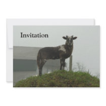 Lamb 2012 - Shimo Invitation