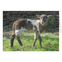 Lamb 2012: SusannaDuffy Cards