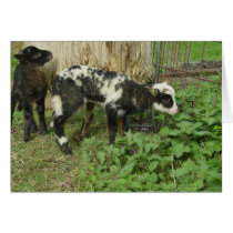 Lamb 2012 - William Card