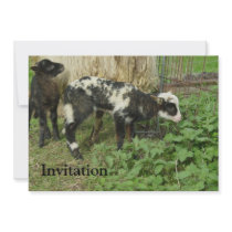 Lamb 2012 - William Personalized Invite