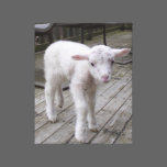 LAMB canvas prints