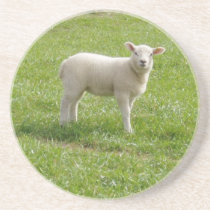 Lamb Coasters