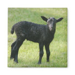 Lamb from Gotland sheep magnet