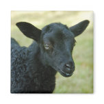 Lamb from Gotland sheep magnet
