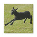 Lamb from Gotland Sheep magnet