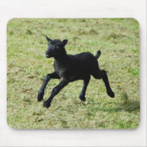 Lamb from Gotland sheep mousepad