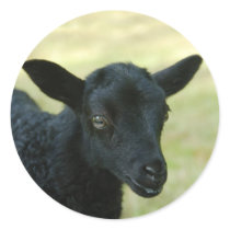 Lamb from Gotland sheep stickers
