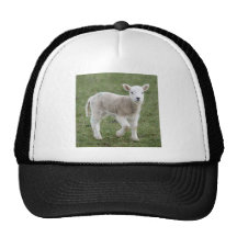 LAMB HAT