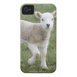 LAMB iPhone 4 CASE