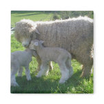 Lamb magnets